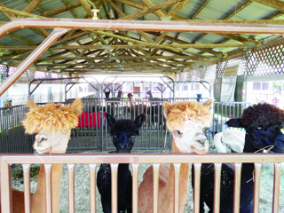 Madison Co Fair